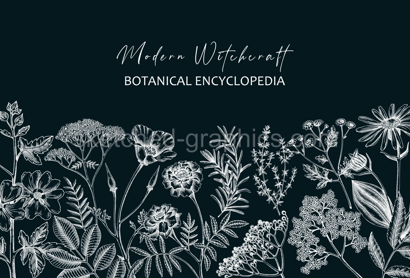 Apothecary plant banner design on chalkboard. Witchcraft background. Herbal remedies, medicinal plants, witch herbs hand-drawn vector illustration. Vinatge card template. NOT AI genereted Illustration
